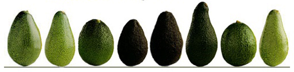 avocado chart